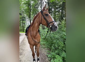 Zangersheide, Klacz, 15 lat, 175 cm, Kasztanowata