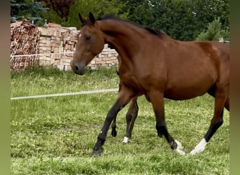 Zangersheide, Klacz, 16 lat, 172 cm, Gniada