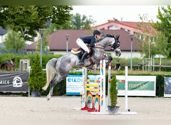 Zangersheide, Klacz, 17 lat, 167 cm, Siwa