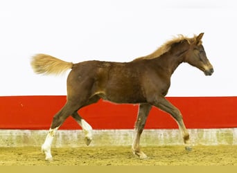 Zangersheide, Klacz, 1 Rok, 139 cm