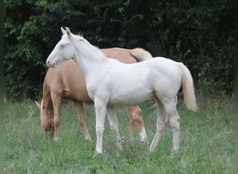 Zangersheide, Klacz, 1 Rok, 170 cm, Cremello