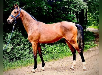 Zangersheide, Klacz, 1 Rok, 170 cm, Gniada