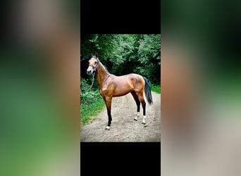 Zangersheide, Klacz, 1 Rok, 170 cm, Gniada