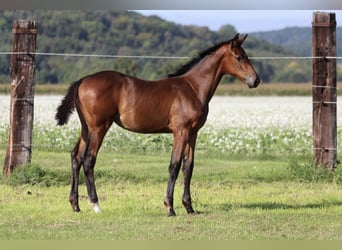 Zangersheide, Klacz, 1 Rok, 170 cm, Gniada