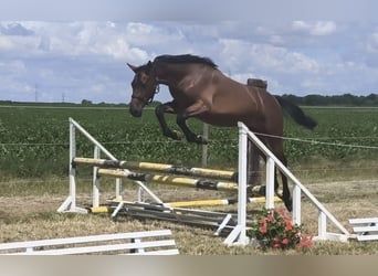 Zangersheide, Klacz, 1 Rok, 170 cm, Gniada