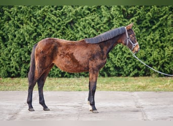 Zangersheide, Klacz, 1 Rok, 170 cm, Gniada