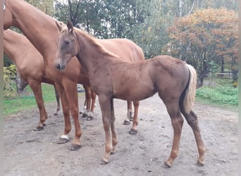 Zangersheide, Klacz, 1 Rok, Kasztanowata