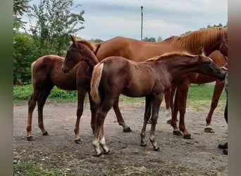 Zangersheide, Klacz, 1 Rok, Kasztanowata