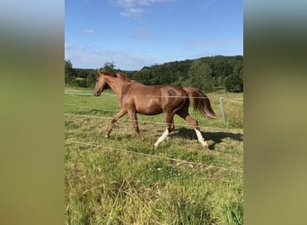 Zangersheide, Klacz, 20 lat, 165 cm, Kasztanowata