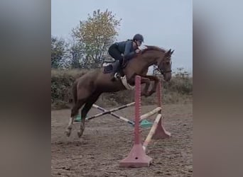 Zangersheide, Klacz, 21 lat, 165 cm, Kasztanowata