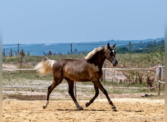 Zangersheide, Klacz, 2 lat, 156 cm, Kara