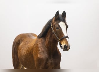 Zangersheide, Klacz, 2 lat, 157 cm, Gniada