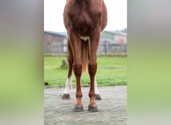 Zangersheide, Klacz, 2 lat, 159 cm