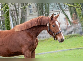 Zangersheide, Klacz, 2 lat, 159 cm