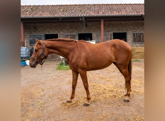 Zangersheide, Klacz, 2 lat, 160 cm, Ciemnokasztanowata