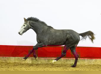 Zangersheide, Klacz, 2 lat, 161 cm, Siwa