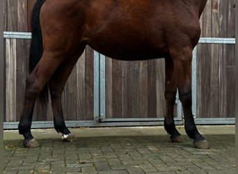 Zangersheide, Klacz, 2 lat, 163 cm, Gniada