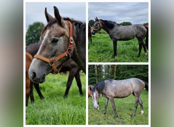 Zangersheide, Klacz, 2 lat, 165 cm, Gniada