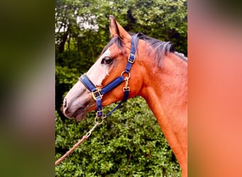 Zangersheide, Klacz, 2 lat, 166 cm, Gniada