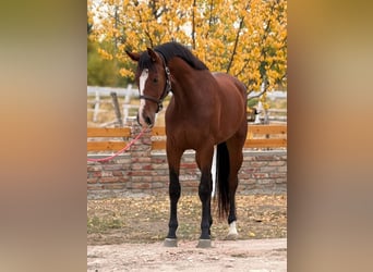 Zangersheide, Klacz, 2 lat, 167 cm, Ciemnogniada