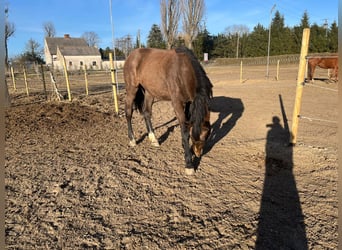 Zangersheide, Klacz, 2 lat, 167 cm, Jasnogniada