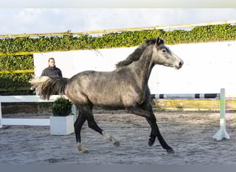 Zangersheide, Klacz, 3 lat, 152 cm, Siwa