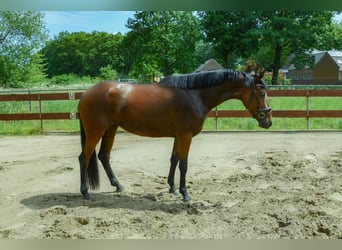 Zangersheide, Klacz, 3 lat, 153 cm, Gniada