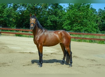Zangersheide, Klacz, 3 lat, 153 cm, Gniada