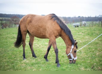 Zangersheide, Klacz, 3 lat, 158 cm, Bułana