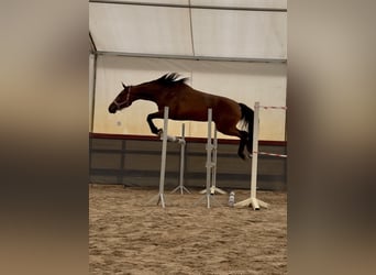 Zangersheide, Klacz, 3 lat, 160 cm, Ciemnogniada