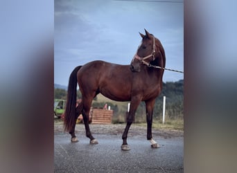 Zangersheide, Klacz, 3 lat, 160 cm, Ciemnogniada