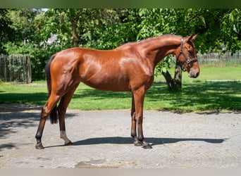Zangersheide, Klacz, 3 lat, 160 cm, Gniada