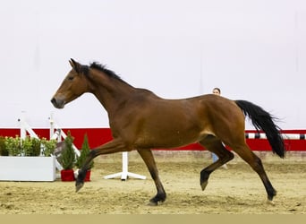 Zangersheide, Klacz, 3 lat, 160 cm, Gniada