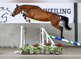 Zangersheide, Klacz, 3 lat, 161 cm, Gniada