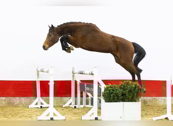 Zangersheide, Klacz, 3 lat, 162 cm