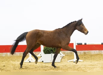 Zangersheide, Klacz, 3 lat, 162 cm