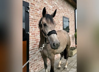 Zangersheide, Klacz, 3 lat, 162 cm, Siwa