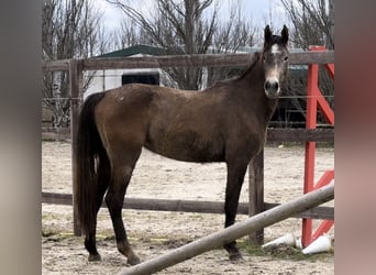 Zangersheide, Klacz, 3 lat, 162 cm, Siwa