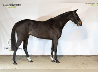 Zangersheide, Klacz, 3 lat, 163 cm, Ciemnogniada