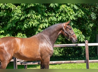 Zangersheide, Klacz, 3 lat, 163 cm, Gniada