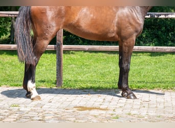 Zangersheide, Klacz, 3 lat, 163 cm, Gniada