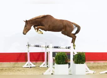 Zangersheide, Klacz, 3 lat, 163 cm, Kasztanowata