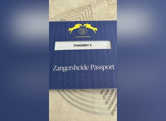 Zangersheide, Klacz, 3 lat, 164 cm, Gniada