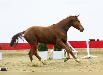 Zangersheide, Klacz, 3 lat, 164 cm, Kasztanowata