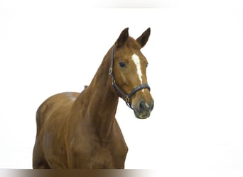 Zangersheide, Klacz, 3 lat, 164 cm, Kasztanowata