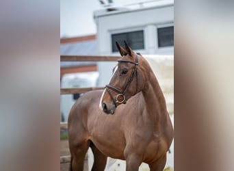 Zangersheide, Klacz, 3 lat, 165 cm, Gniada