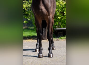 Zangersheide, Klacz, 3 lat, 167 cm