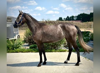 Zangersheide, Klacz, 3 lat, 167 cm, Siwa