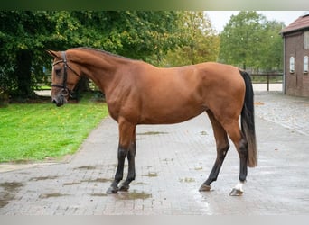 Zangersheide, Klacz, 3 lat, 168 cm, Gniada