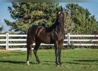 Zangersheide, Klacz, 3 lat, 168 cm, Gniada